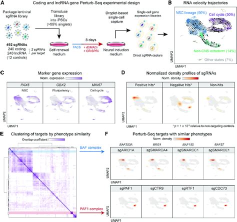 Dual Genome Wide Screens Enable Perturb Seq Experiment To Dissect