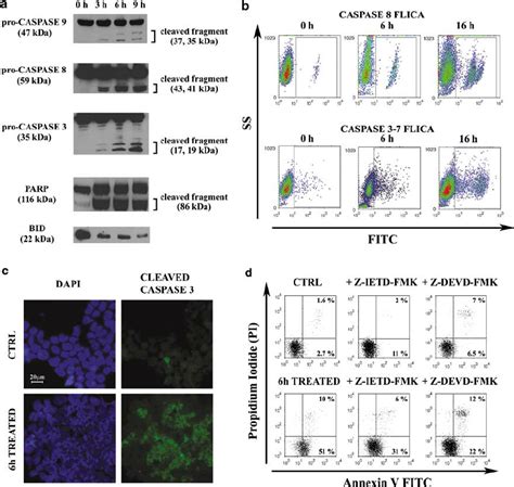 Perifosine Activates Both The Extrinsic And Intrinsic Apoptotic Pathway