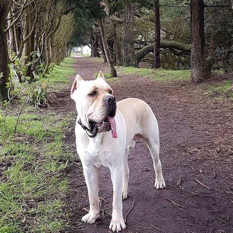 Dogo Argentino Cane Corso Mix For Sale