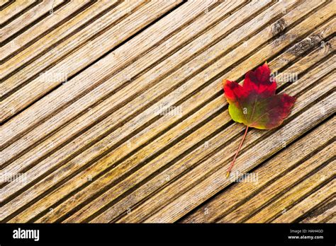 Acer Rubrum October Glory Red Maple October Glory Fotograf As E