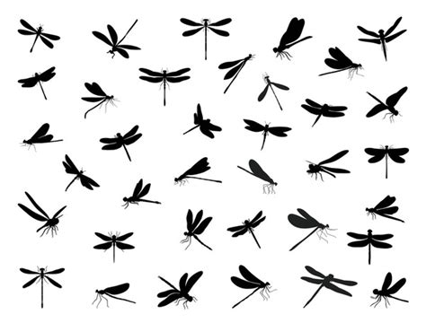 Dragonfly Silhouette Royalty Free Images Stock Photos Pictures