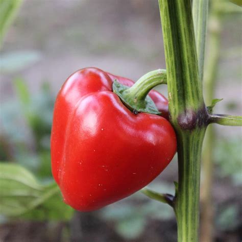 Pimento L Sweet Pepper Garden Seeds 250 G Packet 30 Seeds Non