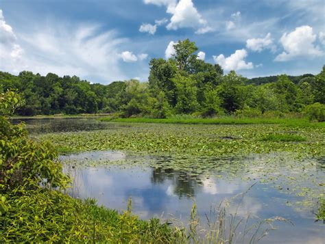 Free Images Landscape Tree Nature Forest Grass Marsh Swamp