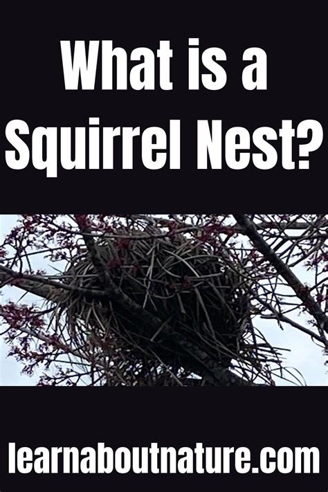 What is a Squirrel Nest? - Types & Characteristics | Squirrel, Flying ...