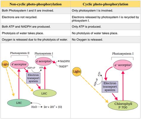 13 Photosynthesis In Higher Plants Ncert And Cbse Resources