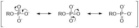 Draw the resonance structures of a fully deprotonated phosph | Quizlet