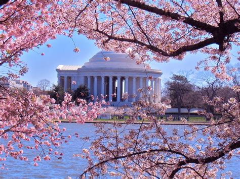 Washington Dc Cherry Blossom Wallpapers Top Free Washington Dc Cherry