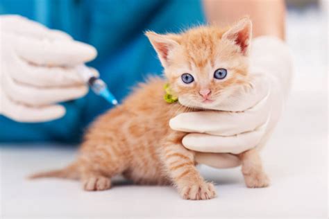 Feline Immunodeficiency Virus (FIV): Symptoms, Causes, Diagnosis ...