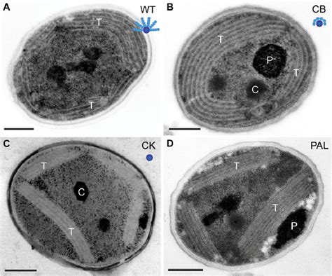 Thin Section Electron Micrographs Of Synechocystis Wild Type And