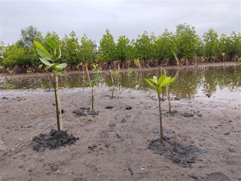 Kodim 0625 Pangandaran Tanam Bibit Pohon Mangrove Dipesisir Barat