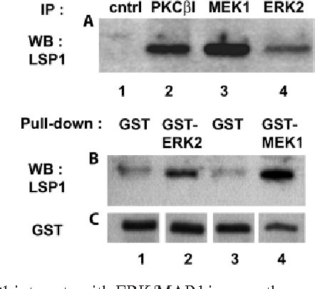 Figure From Leukocyte Specific Protein Targets The Erk Map Kinase