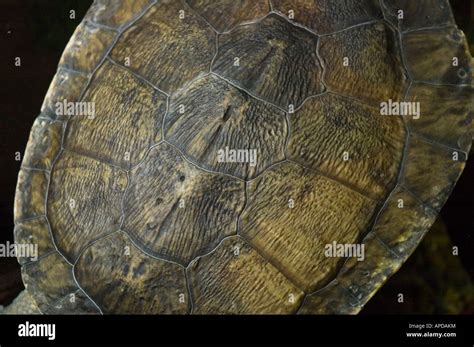 turtle tortoise shell Stock Photo - Alamy