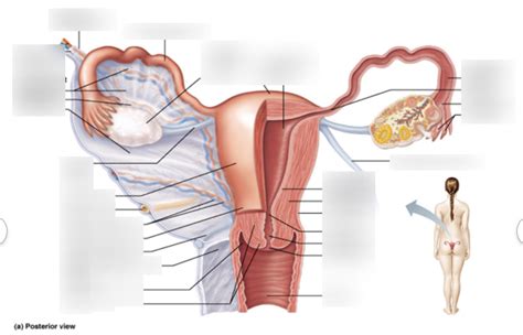 Female Internal Reproductive Organs Diagram Quizlet