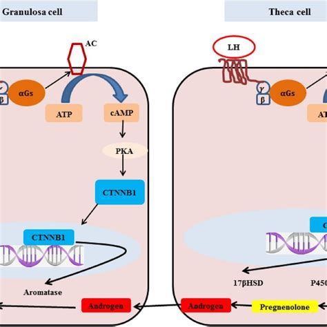 Copper And Selenium Activation Of Akt And Wnt Signalling Pathways In