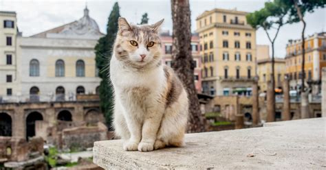 Have You Ever Seen A Cat Meowing In Italian Here Is The Video