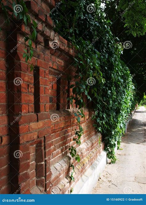 Stone Wall of the Old Brick and Ivy Stock Photo - Image of green
