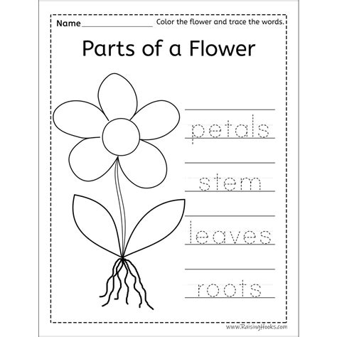 Parts Of The Flower Activity Sheet