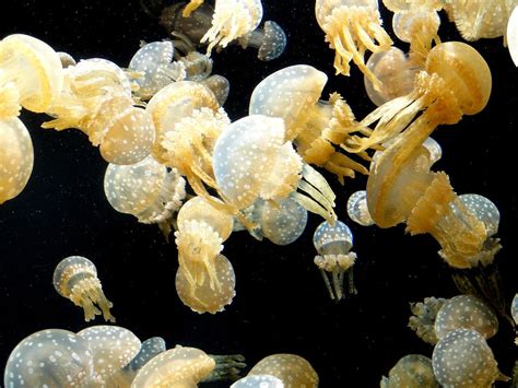 10 Tipos De Medusas Nombres Características Y Fotos