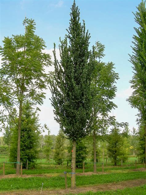 Ulmus Columella Ulmus Columella Van Den Berk Nurseries