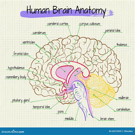 The Anatomy of the Human Brain Side View Stock Vector - Illustration of ...