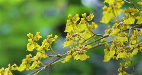 Lovely Flowers Oncidium Dancing Orchid Stock Video Video Of