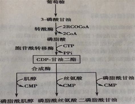 生物化学第七章脂质代谢（三） 哔哩哔哩