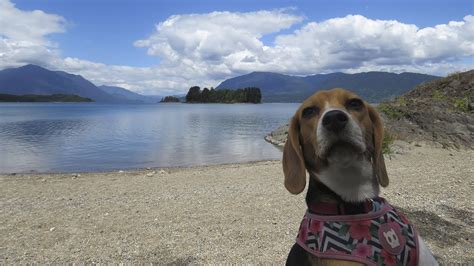 Llegamos A Chauquen Panguipulli Viajes Pet Friendly Youtube