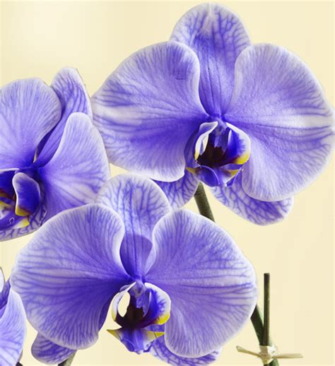 Orchid Facts Orchid Meanings And Symbolism Petal Talk