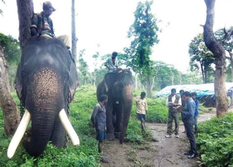 Four backup elephants for this year’s Dasara - Star of Mysore