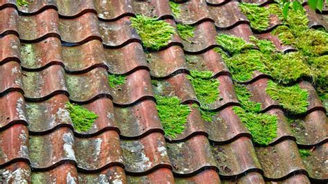 Your Ultimate Roof Moss Removal Guide Forbes Home