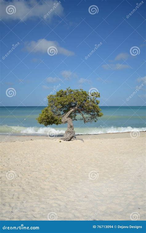 Divi Divi Tree on Eagle Beach Stock Photo - Image of landscape ...