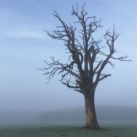 Arbre Brouillard Photo Gratuite Sur Pixabay Pixabay