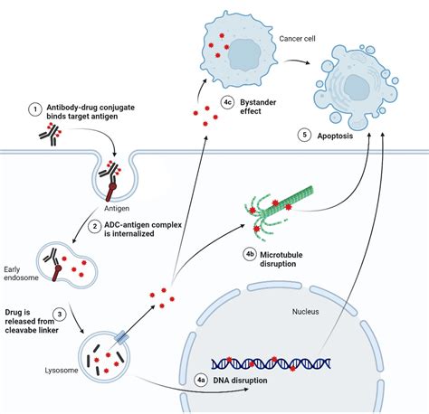 Antibody Drug Conjugates As Anti Cancer Therapeutics