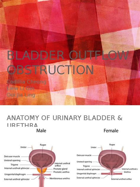 Bladder Outlet Obstruction Urination Urinary Incontinence