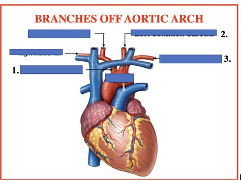 Human Anatomy Branches Off Aortic Arch Slide Diagram Quizlet