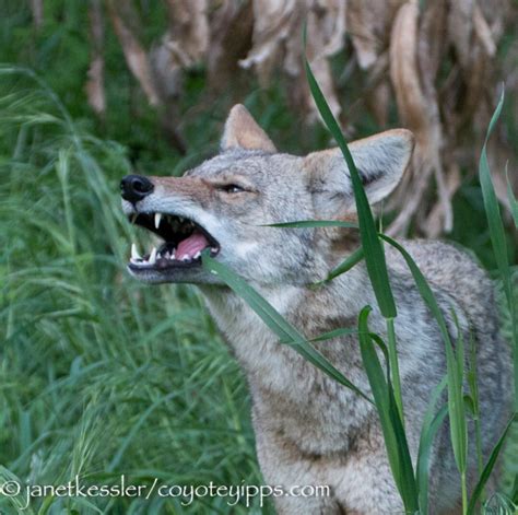 Coyote Eating Habits in SF: Gallery | Coyote Yipps