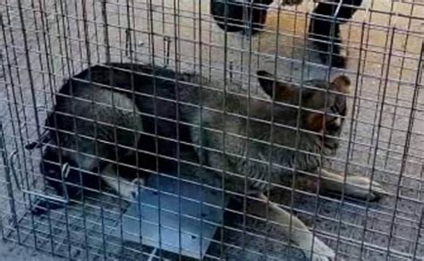 Capturado El Perro Lobo Que Merodeaba Por Varias Localidades De