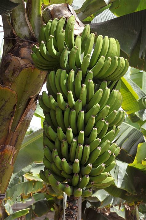 Cavendish Grand Nain Banana Agrobiotech Atelier Yuwa Ciao Jp