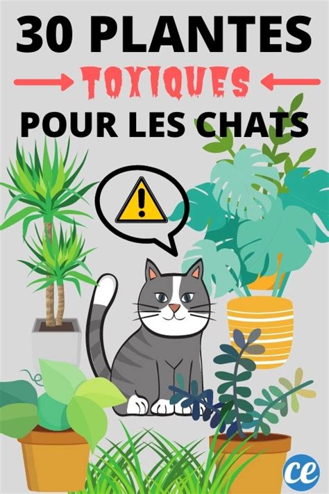 30 Plantes Toxiques Pour Votre Chat