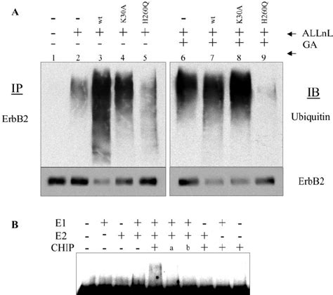 Chip Induces Erbb Ubiquitination A Chip Enhances Ubiquitination