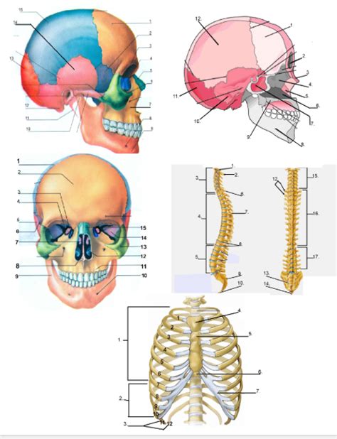 Parts Of The Axial Skeleton