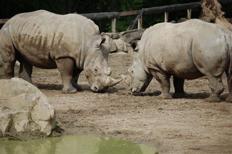 Black Rhinos 2 stock photo. Image of mammals, nature - 15678526