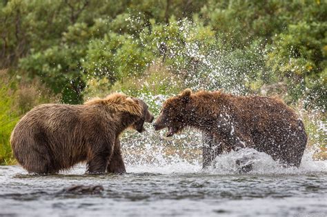 Territorial Bears | Katmai National Park and Preserve, Alaska | Grant ...