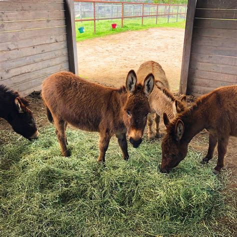 Media Center — Martha's Farm Animal Sanctuary