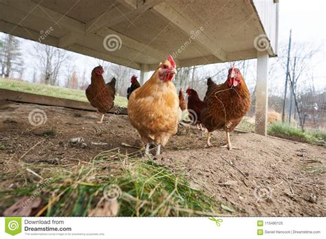 Chickens Eating Green Grass Stock Image Image Of Countryside Nutrition 115480125