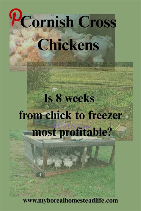 cornish cross broiler chickens   weeks   time  process