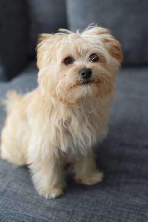 Morkie Dog Breed » Everything About Morkies