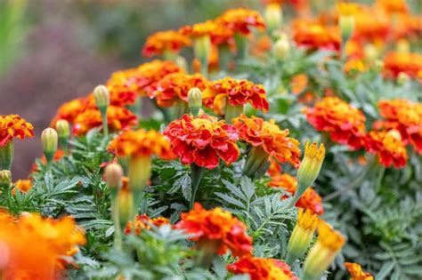 Caléndulas brillantes en el macizo de flores caléndulas en flor Foto