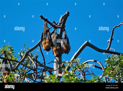 Australia Flying Foxes Stock Photo Alamy