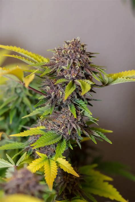 Fruit Basket De Grandmas Genetics Info De Variedad